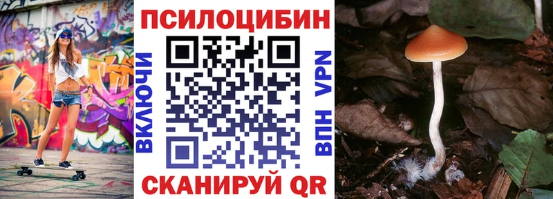 купить   Княгинино  Галлюциногенные грибы Cubensis 